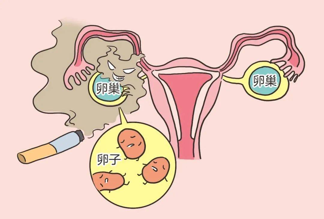 女人的卵巢如何保养
