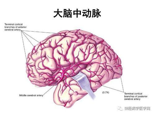 轻度心脏肥大能活多久 轻度心脏肥大能活多久