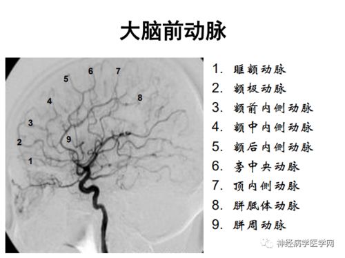 玫瑰的故事演职员介绍 玫瑰的故事演职员介绍
