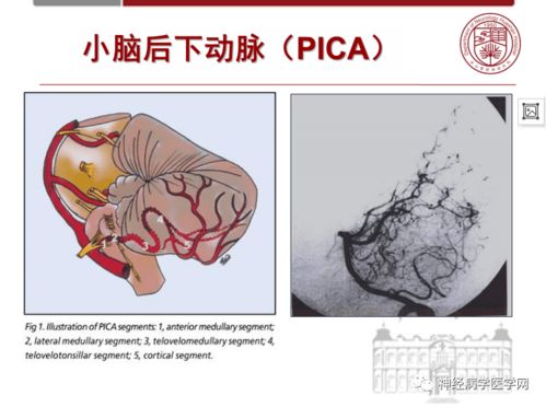 中医心脏弱 中医心脏弱有什么症状表现 中医心脏弱 中医心脏弱有什么症状表现