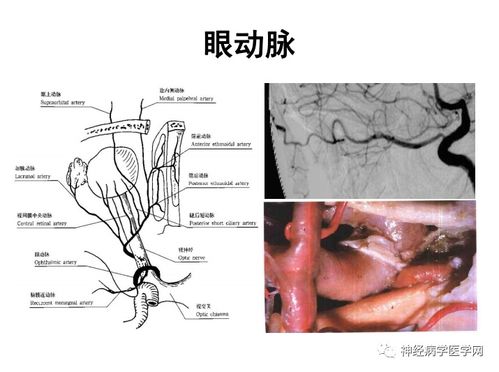 70岁多久做心脏检查呢 70岁多久做心脏检查呢