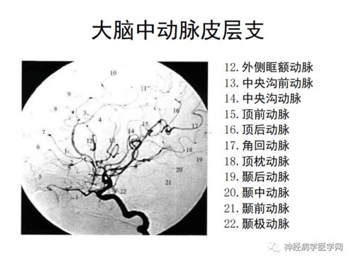 ������Ѫ�ܼ���� ������Ѫ�ܼ������������