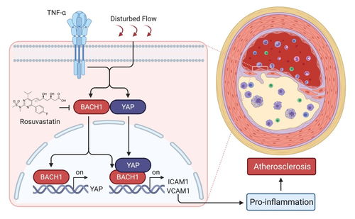 �����ż���ǰ�������Ѫ����