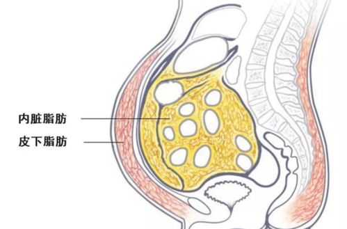 如何保护心脏吃什么好药 如何保护心脏吃什么好药