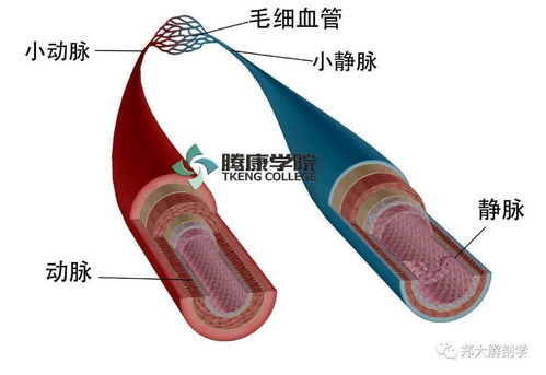 吃梅子对心血管好吗吃梅子对身体有害处吗 吃梅子对心血管好吗吃梅子对身体有害处吗