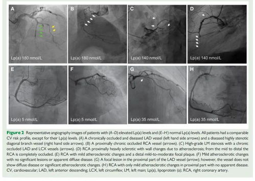 ������Ѫ��ҩ��ĸ�����