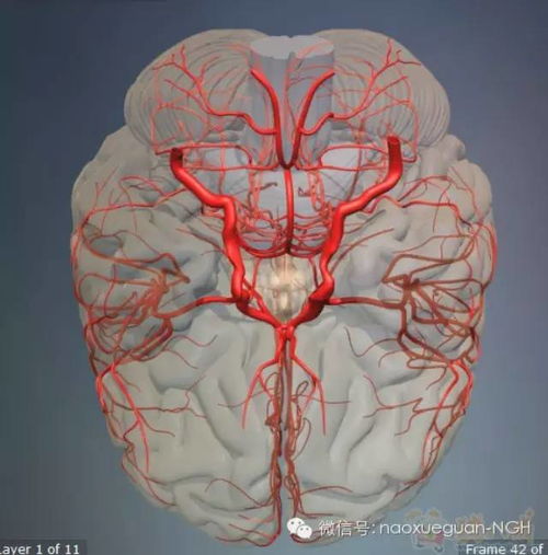 没有冠心病输了银杏达莫 没有冠心病输了银杏达莫